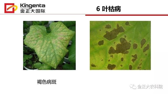 甜瓜植保简介(博洋9号甜瓜简介)