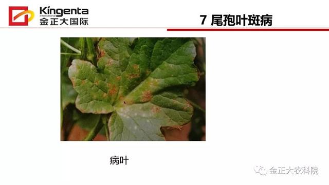 甜瓜植保简介(博洋9号甜瓜简介)