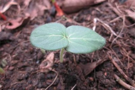 秋葵种植办法(秋葵种植技术及注意事项)