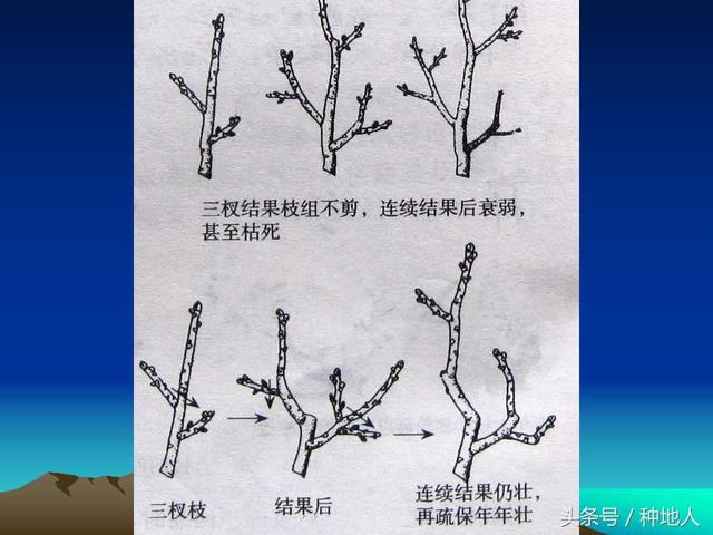 核桃整形修剪技术图解(树木整形修剪技术图解)