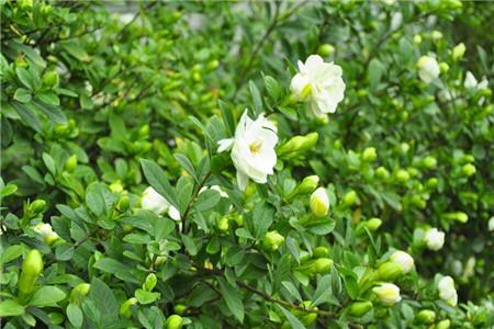 栀子花花苞怎么种植护(栀子花如何快速打花苞)