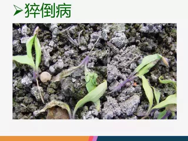 西红柿“十四大”病害症状和解决方案