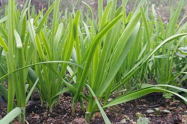 韭菜高产栽培技术(韭菜高产栽培技术要点)