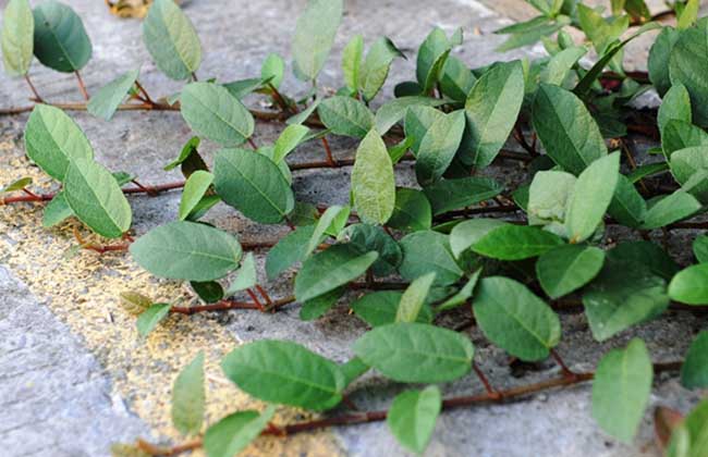 地枇杷的种植技术(地枇杷长什么样)