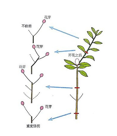 杜鹃如何修剪(杜鹃花怎么修剪)