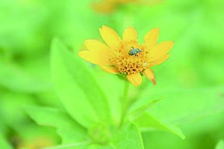 小菊花种类