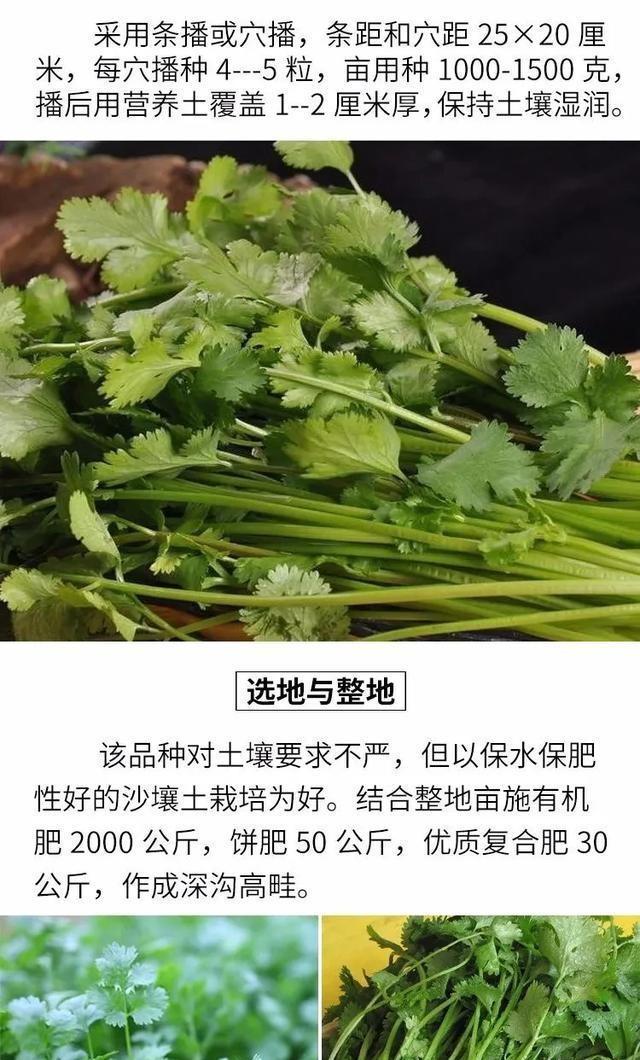 香菜大多数人爱吃