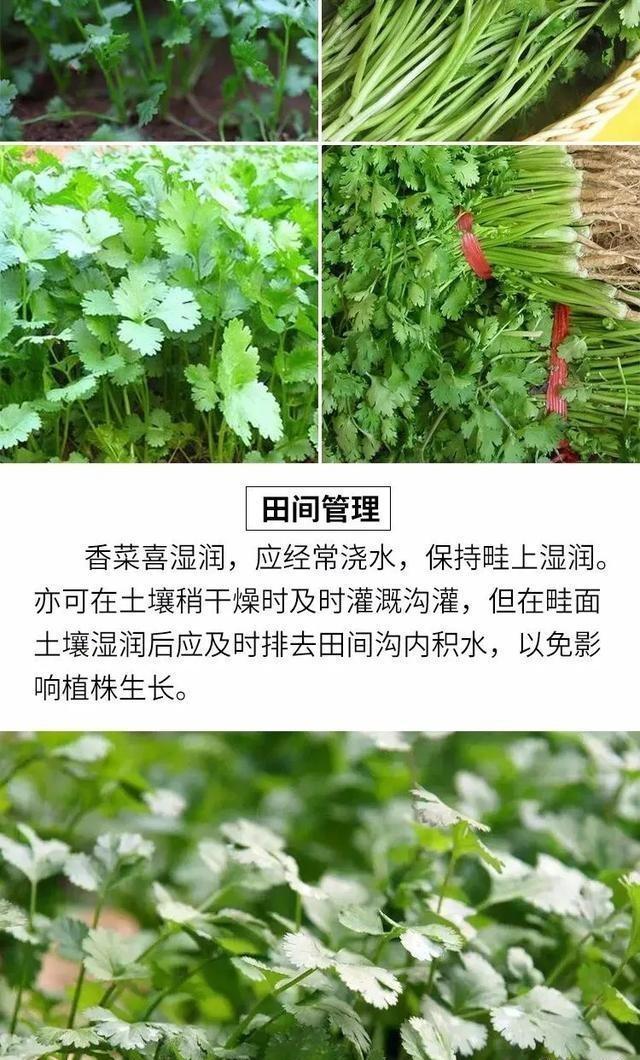 香菜大多数人爱吃