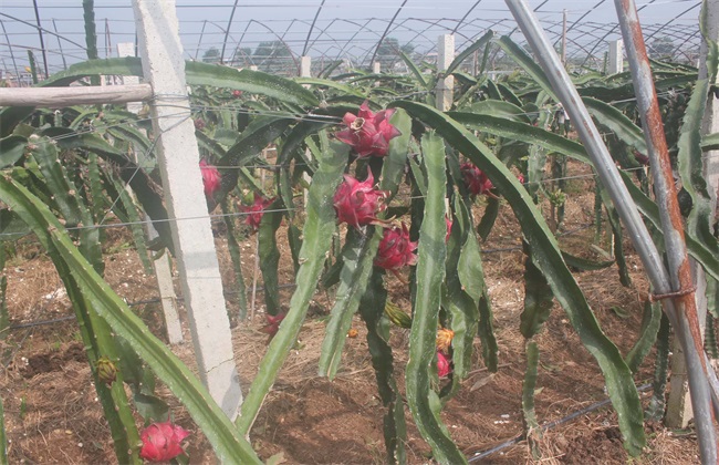 红心火龙果的种植办法(蜜宝和红心火龙果有什么区别)