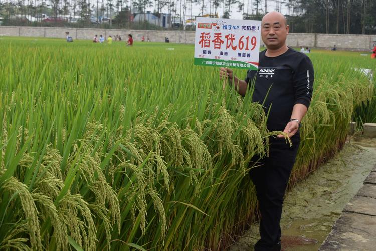 稻香优619特征特性