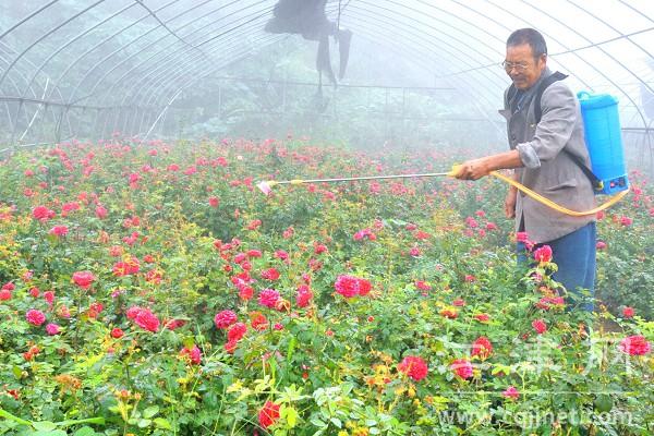 花卉的栽培技术与养护管理措施