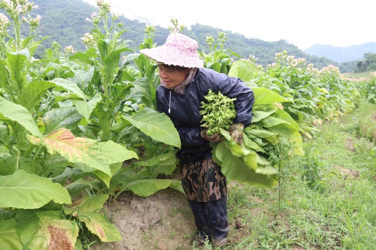 烟草种植技术要点(烟草种植管理技术)