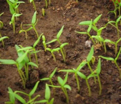 冬季辣椒苗种植技术