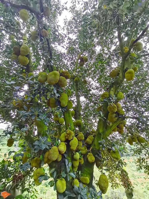 菠萝蜜果实怎么种植(菠萝蜜果苗种植技术)