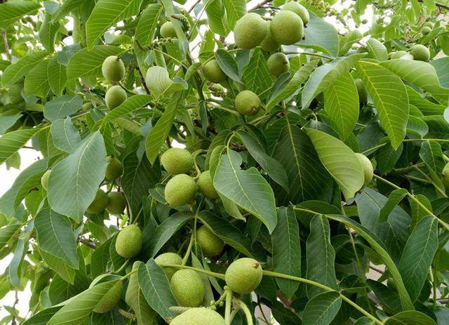 野生核桃种植技术