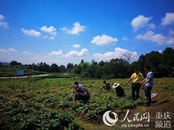 四川种植技术员好不好