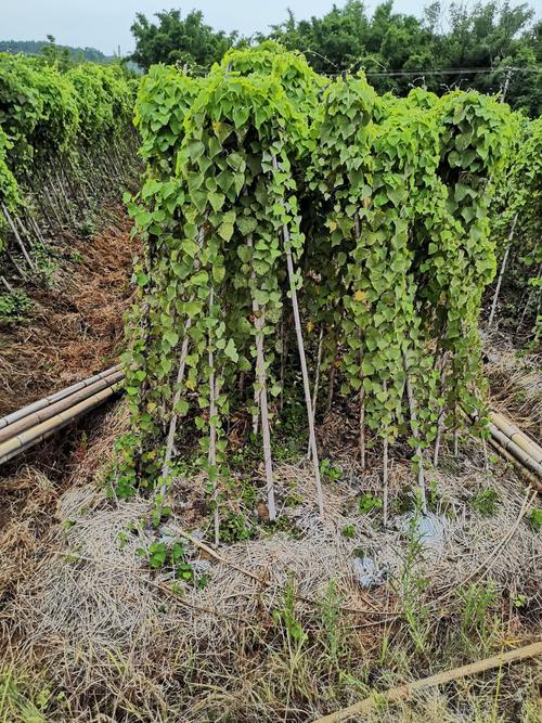 粉防已种植技术(粉防己的栽培技术)