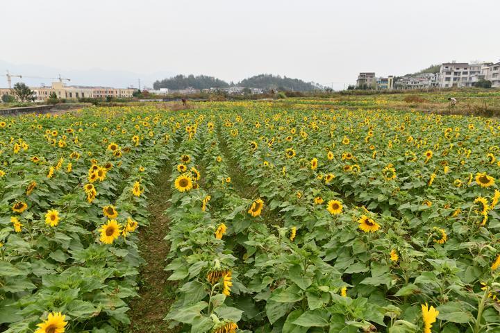 油葵春天种什么时候收获