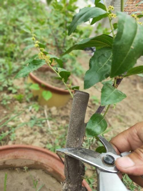 矮化枣树种植技术(盆栽枣树如何矮化)