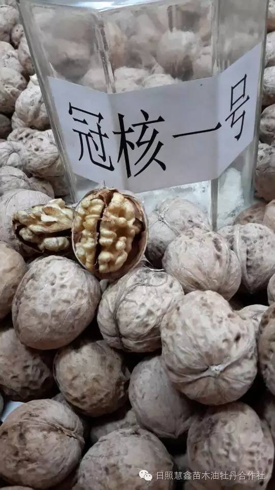 薄皮核桃优良品种(薄皮核桃有营养吗)