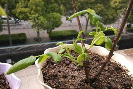 玫瑰花种植方法和时间(玫瑰花的种植方法和注意事项)