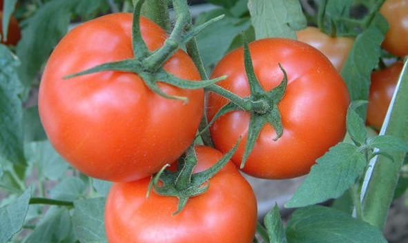 有哪些注意事项 西红柿移栽缓苗需要几天