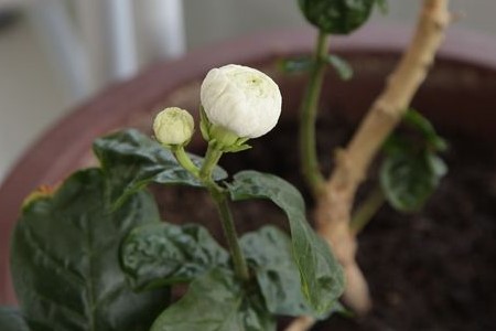 虎头茉莉怎么修枝(虎头茉莉和重瓣茉莉有什么区别)