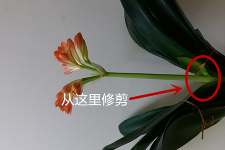 君子兰开花后的茎怎么处理(君子兰开花后的茎需要剪掉吗)