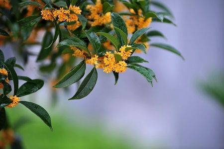 桂花养10年了基本都不开花(桂花用什么肥料最好最旺养好)