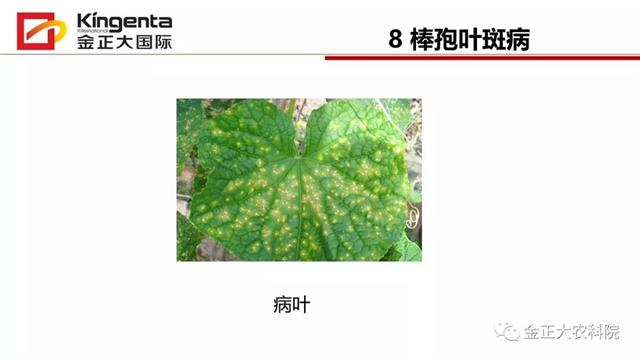 甜瓜植保简介(博洋9号甜瓜简介)