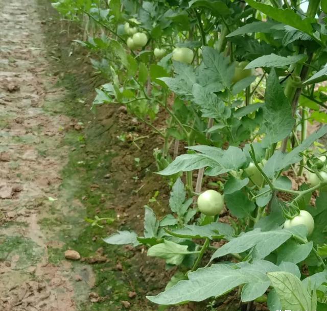 番茄用什么生物农药(番茄打什么药)