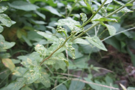 枸杞的养殖方法和注意些什么大全(枸杞的种植方法和管理定植时间)