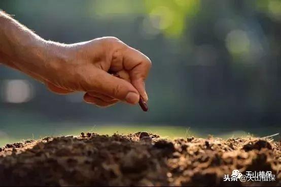 购买种子应注意的五个事项(桂花种子的种植方法和注意事项)