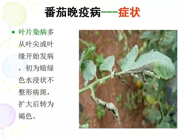 番茄病虫害图解及防治方法(番茄病虫害图片与防治方法)