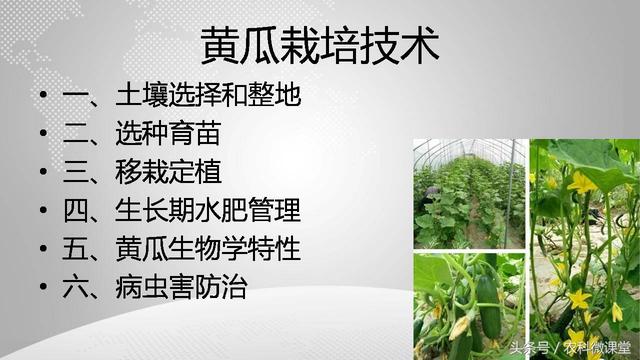 黄瓜栽培管理技术——专题讲座