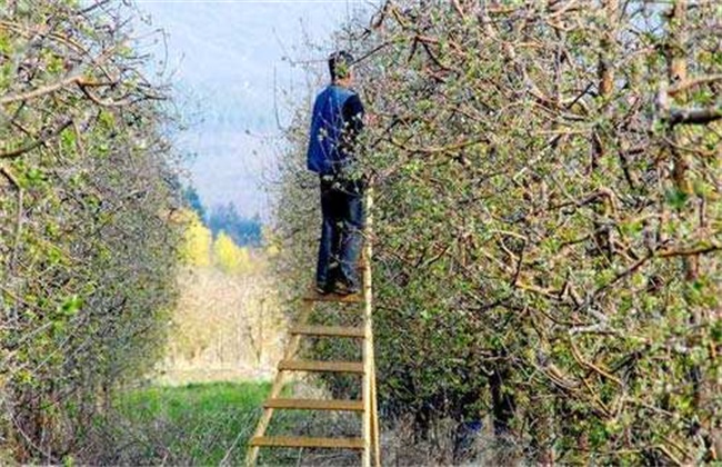 苹果树生长失衡怎么修剪(苹果树上仅有花骨朵代表着苹果生长的哪个阶段)