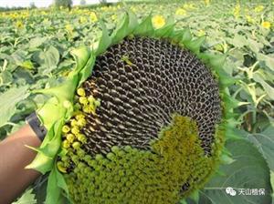 食用向日葵高产栽培技术(食用向日葵怎样种植能高产)