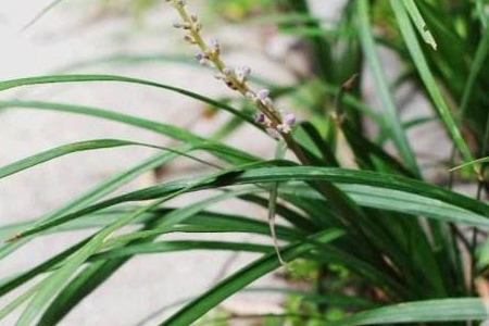 盆栽麦冬方法技巧(花盆里麦冬怎么种植)