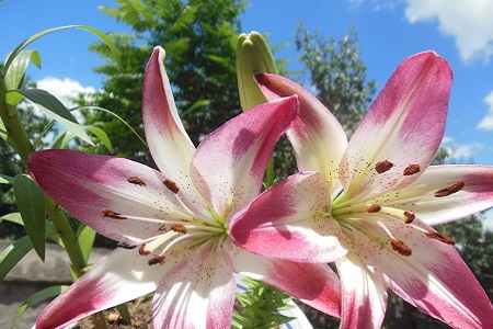 百合花的养殖方法(百合花怎样养才持久)