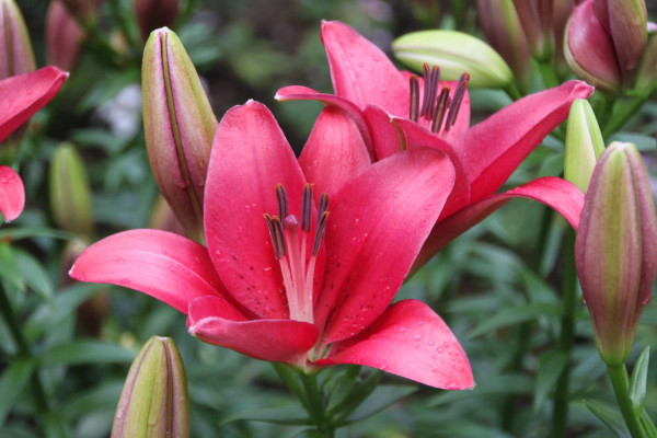 百合花放在卧室好吗(哪些花可以放在卧室养)