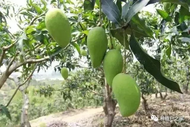 芒果种植5月怎么管理(芒果种植技术与管理教程)