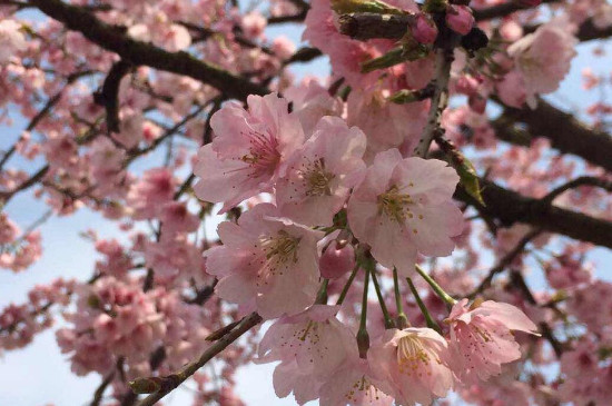 日本樱花开放时间顺序(日本樱花开放最早时间)