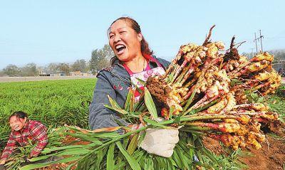 姜一年种几次