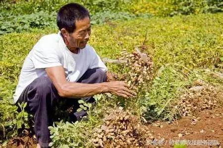 王伯伯的一块农田去年种花生产量是