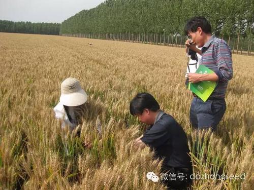 小麦亩产1600斤的施肥方案