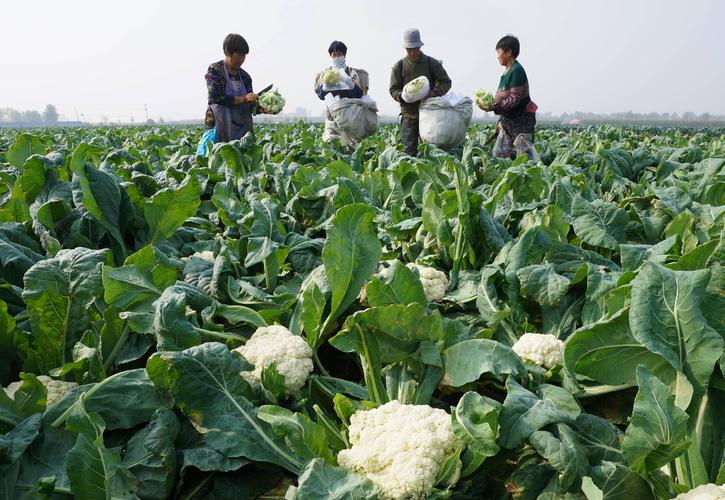 菜花的种植与管理