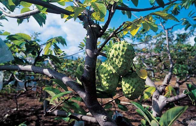 释迦果种植技术和管理方法