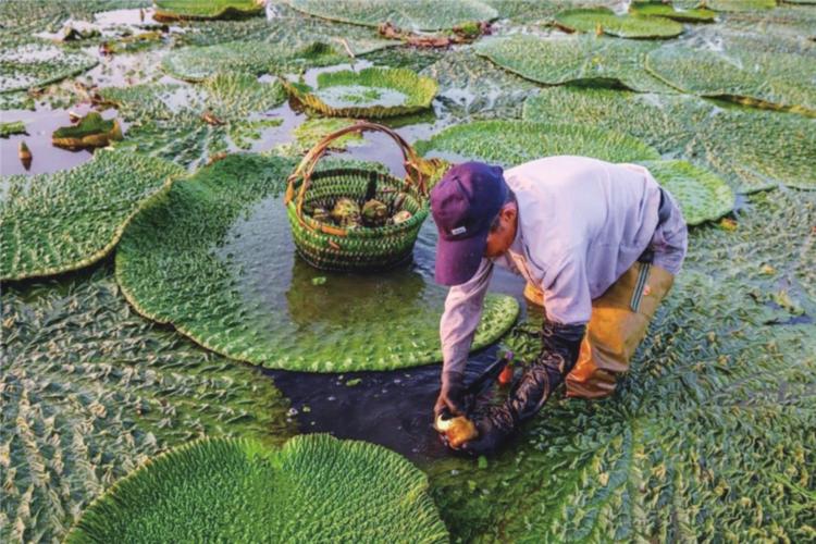 芡实是植物吗