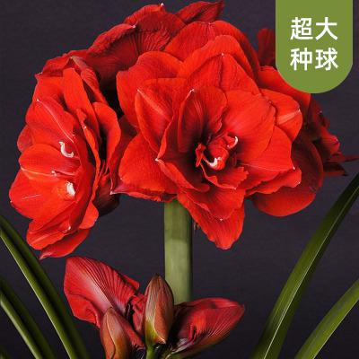 在哪里能学习朱顶红种植技术