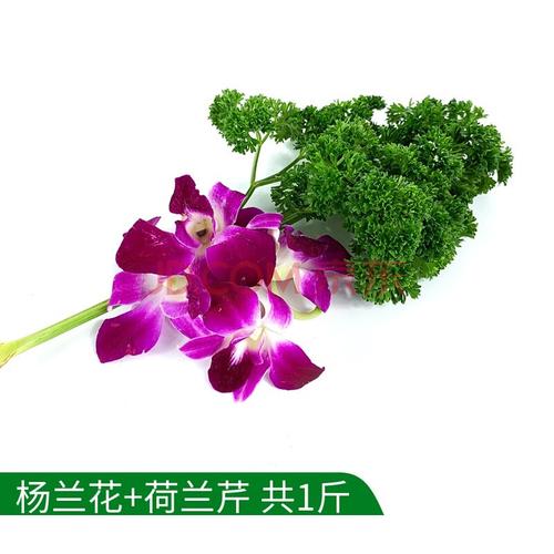 荷兰花蔬菜